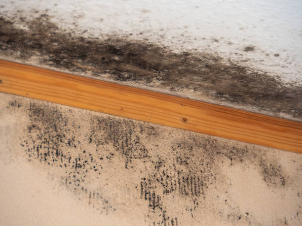 Best Air Quality Testing for Mold Spores  in Ben Avon, SC