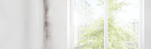 Ben Avon, SC Mold Removal Company
