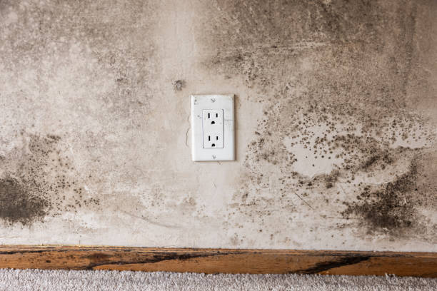 Best Dehumidification Services  in Ben Avon, SC